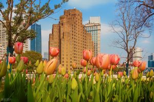 杭沪风云 6：白衫刀客的血色表演