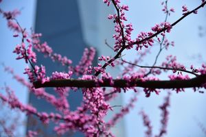 杭沪风云8：老九的摆阵与算计