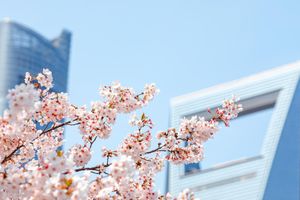 杭沪风云4：战刀出鞘赴魔都